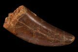 Carcharodontosaurus Tooth - Real Dinosaur Tooth #131248-1